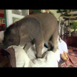 Cría de elefante crea el caos en casa