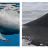 Carta a un calderón llamado Hope