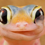 La asombrosa foto del gekko bebiendo