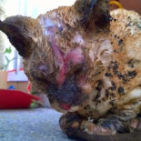 Gato de cuatro meses quemado [GAL]