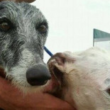 Historias de galgos: juguetes rotos de usar y tirar en el mundo de la caza