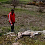 "Sí, he matado a tus perros. Y como te pongas tonto te mato a ti también"