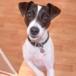 Extractos del diario de un perro y de un gato (ENG)