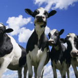 Por segunda vez en la historia se erradica una enfermedad viral: peste bovina [en]