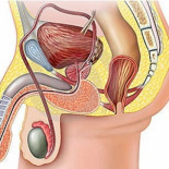 La distancia entre el ano y el pene influye en la calidad del semen