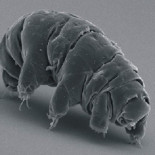 Científicos japoneses resucitan con éxito un oso de agua que estuvo congelado 30 años