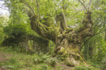 Castaño de Entrambosríos (Ourense)