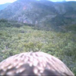 Vuelo de un águila desde su punto de vista