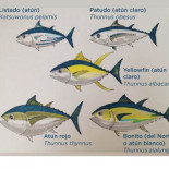 Día Mundial del Atún: ¿Sabes qué atún hay en tu lata?