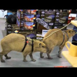 Capibaras de compras