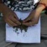 Legalizar la marihuana. El mayor golpe económico contra los cárteles de la droga