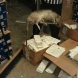 Ratas gigantes en Nueva York