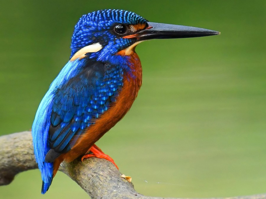 aves