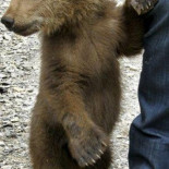 Aragón, el osezno incautado por la Guardia Civil, está aislado en Cabárceno, con raquitismo y trauma emocional