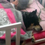 Cuando Kristin encontró a Raven