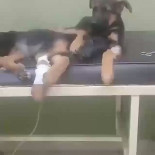 Perrito acompañando a colega operado