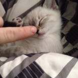 Nuevo virus informático