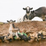 La energía renovable no nos salvará, sólo un nuevo sistema económico puede [ING]