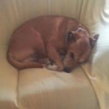 Denuncian al consejero madrileño de sanidad por presunta prevaricación en el sacrificio del perro Excálibur