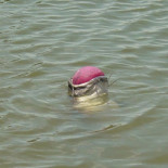 Los peces no pueden jugar a la pelota
