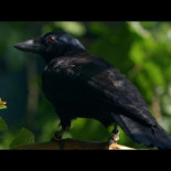 ¿Son los cuervos los mejores resolviendo de problemas?