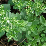 El cachondísimo destino de la Estevia rebaudiana