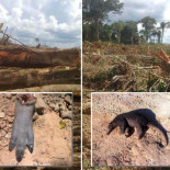Devastación de tierras de la Amazonía peruana, convertidas en plantaciones de aceite de palma