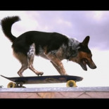 Parkour espectacular realizado por un perro