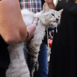 Un gato arañando el sofá, posible origen del incendio que obligó a desalojar una guardería en Reus