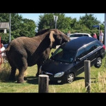 Peligroso ataque de elefantes de un Circo en plena calle en Dinamarca