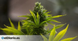 Más País registra una ley que despenaliza fumar cannabis en la calle y permite transportar 10 veces la cantidad de consumo diario
