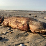 El monstruo que arrojó el huracán Harvey tiene nombre: la anguila de colmillos