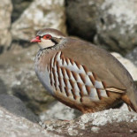 La ingesta de plomo afecta al sistema inmune de las aves silvestres